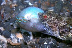 Mouthful. Lizard Fish that managed to catch a puffer fish... by Brad Cox 